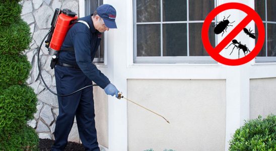 Şile Hamam Böceği İlaçlama böcek ilaçlama ve haşere kontrolü — ilaclama-tr.com